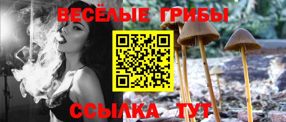 Кудрово  Галлюциногенные грибы Cubensis  Вход с VPN 